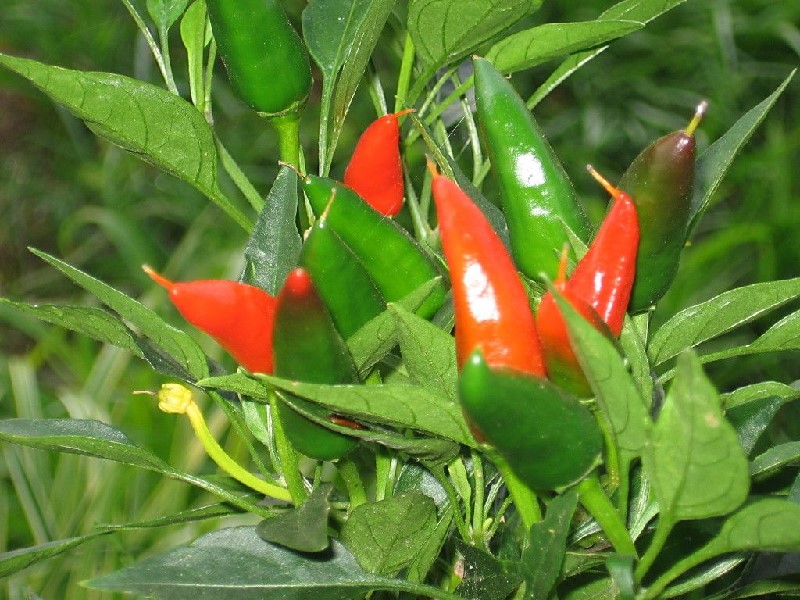 Piment Mirasol Piment Mirasol