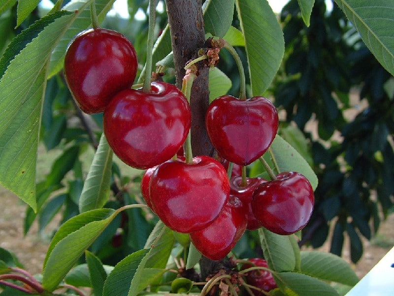 Cerise Summit