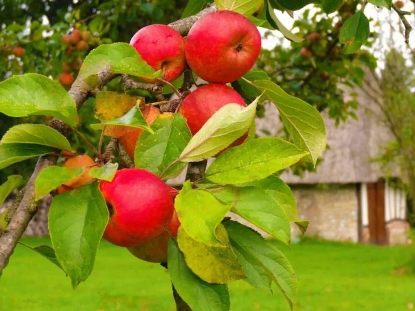 Normandy apple tree