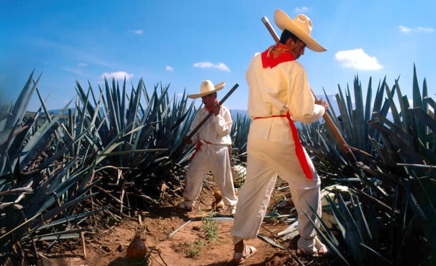 Raccolta di agave in Messico