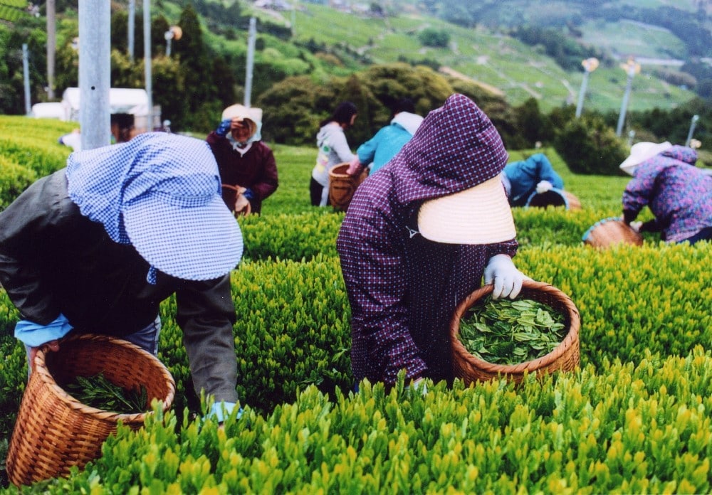 Raccolta del tè in Giappone