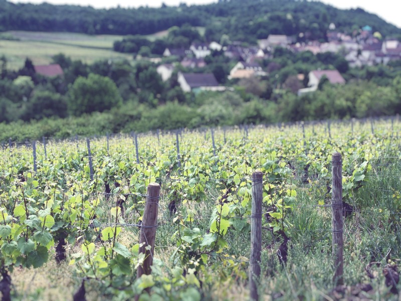 Aligoté vineyard