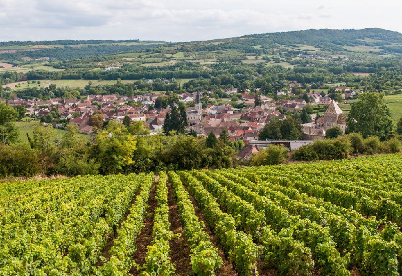 Burgundy vineyard