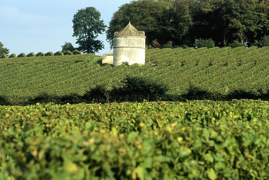 Charente-wijngaard