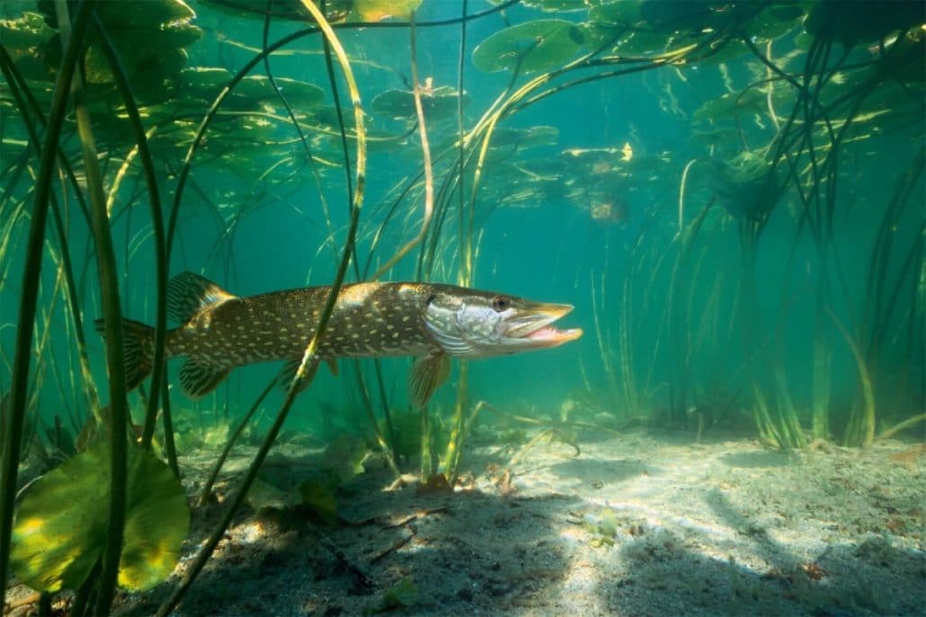 Brochet