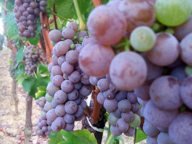 Grape Sauvignon Gris