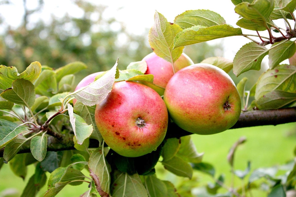 Cider apples mula sa Normandy