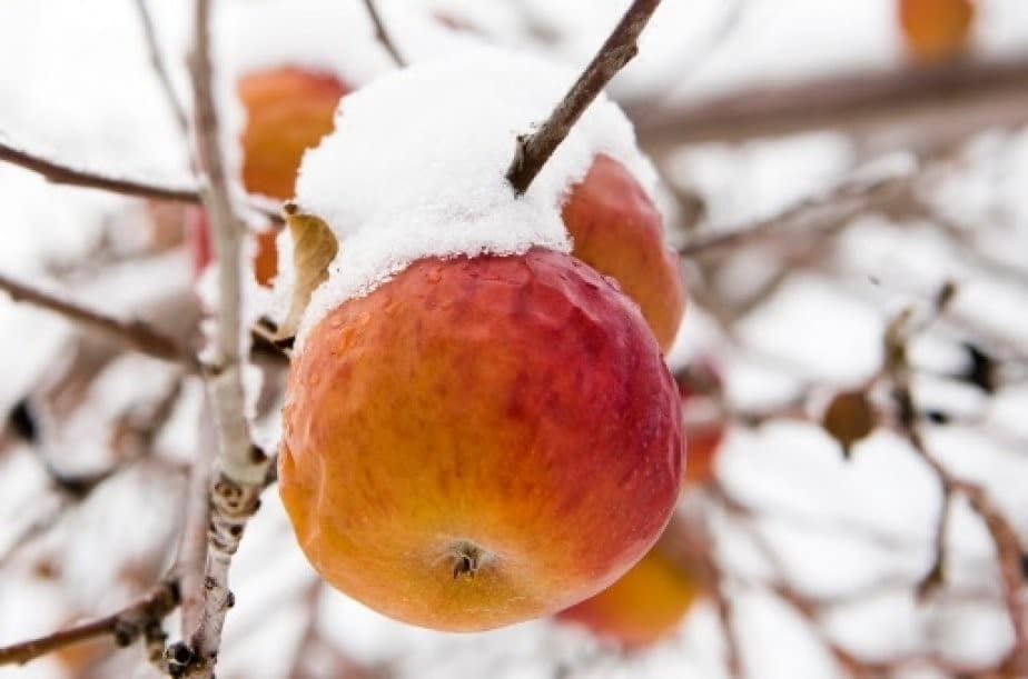 Pommes à cidre gelées