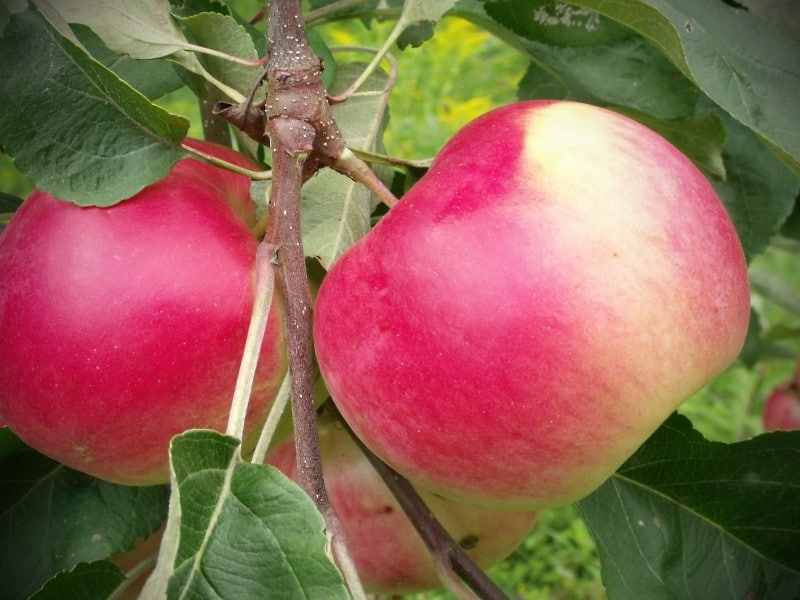 McIntosh apples