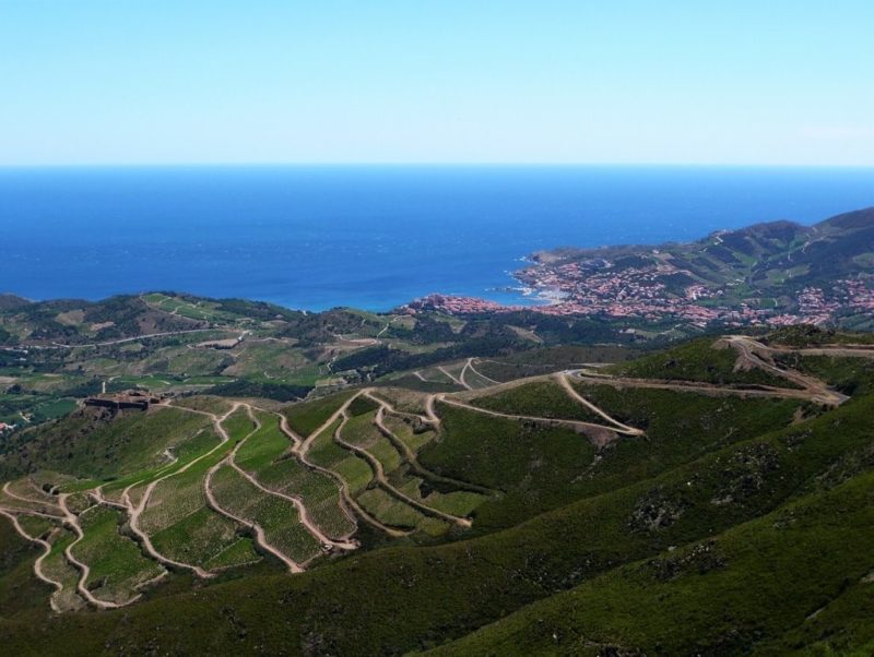 Banyuls-Weinberg