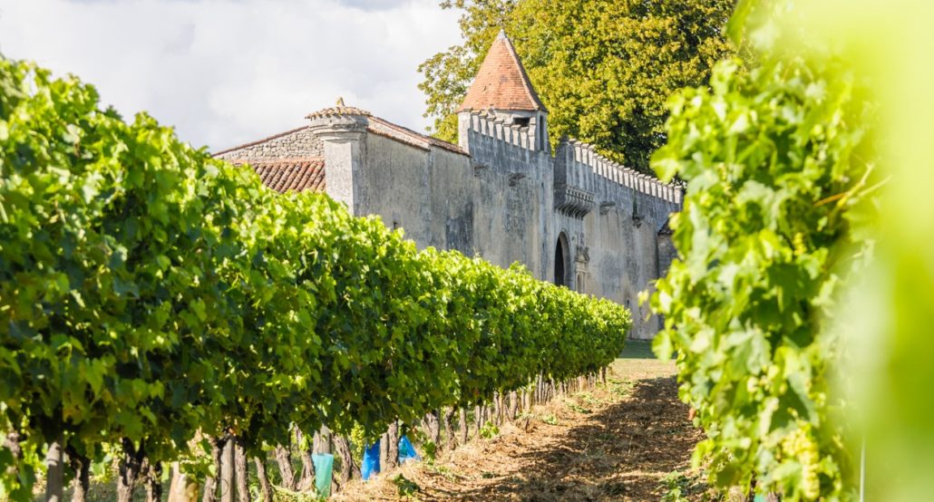 Cognac vineyard