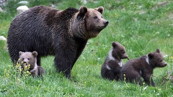 Bear and her cubs