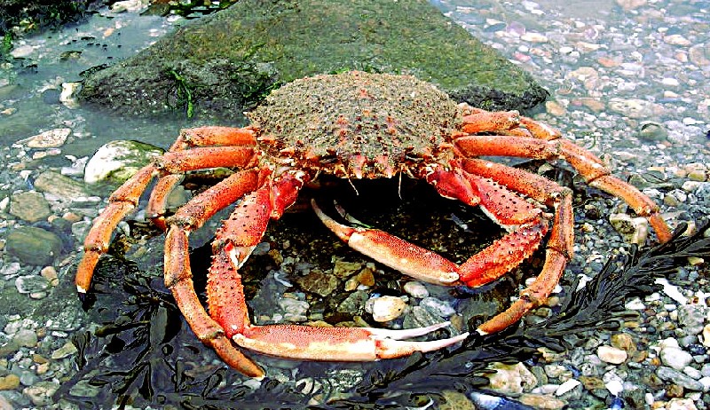 Spider crab