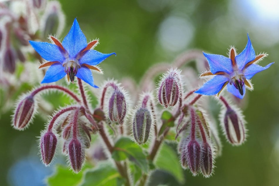 Borage