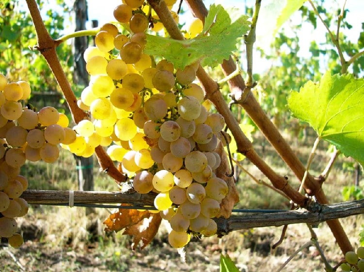 variedad de uva Falanghina