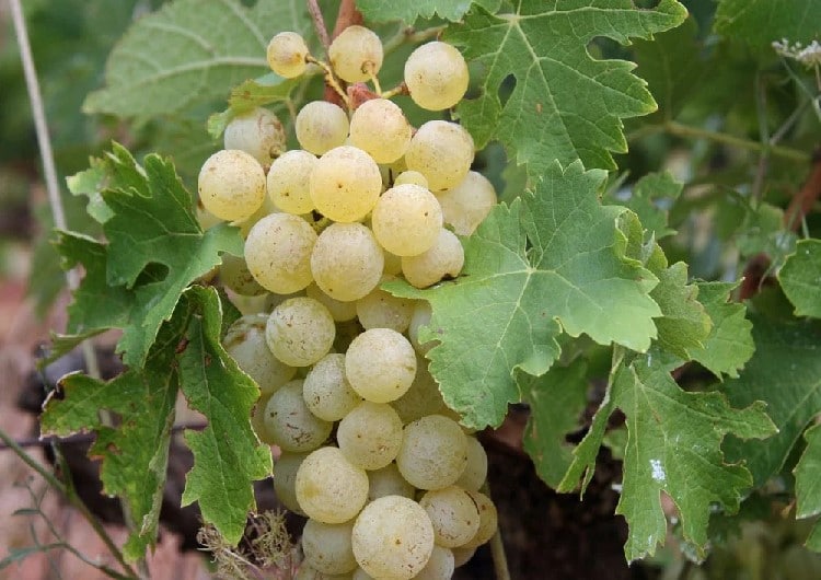 Cépage Ugni blanc