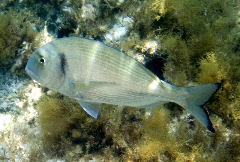 Морской лещ Gilthead