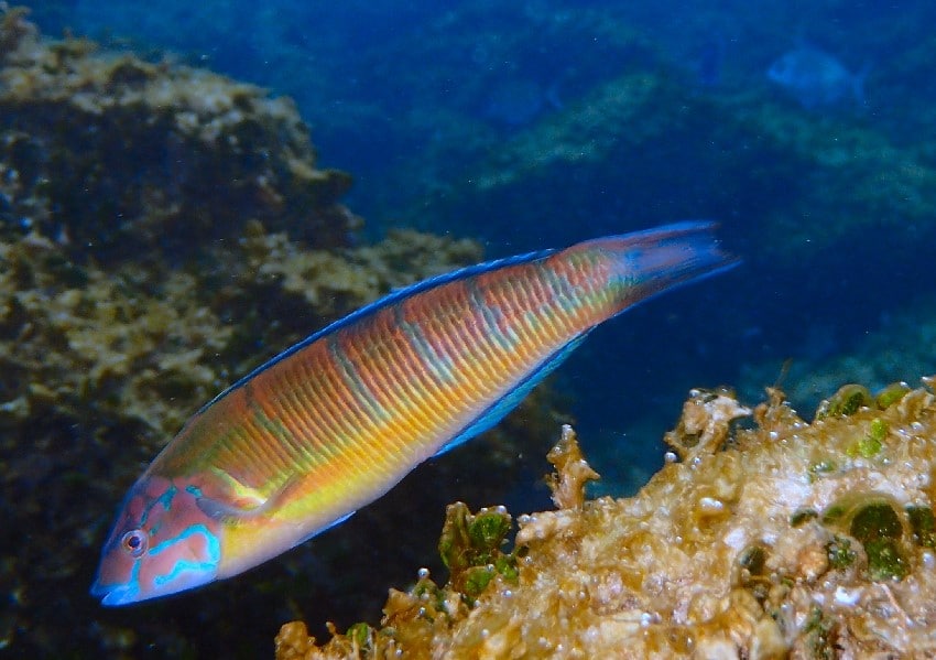 Wrasses Peacock