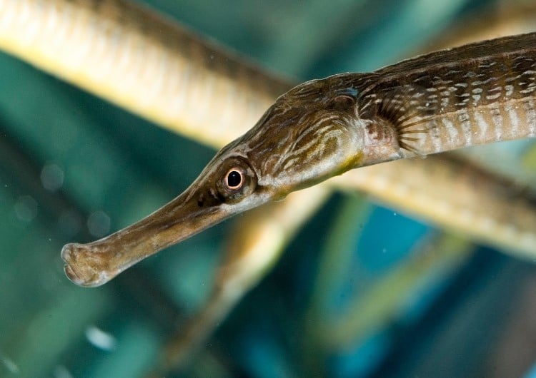 Grand syngnhate (poisson)