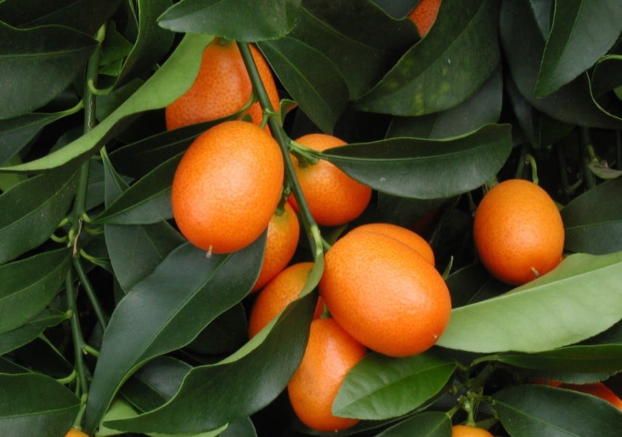 Kumquat