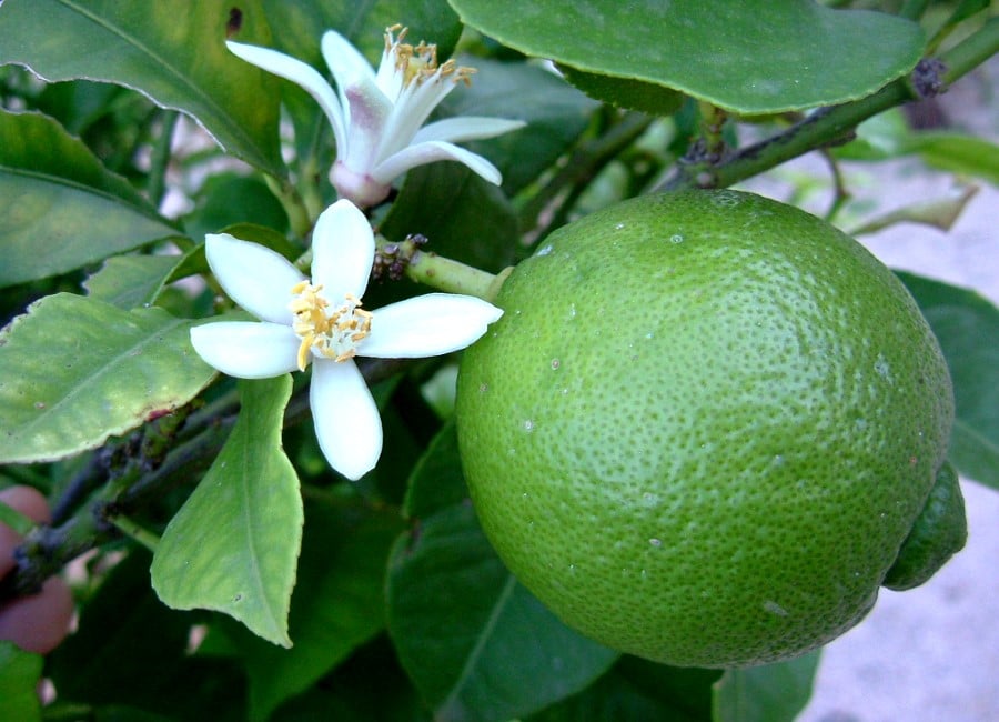 Lime et fleurs de limettier