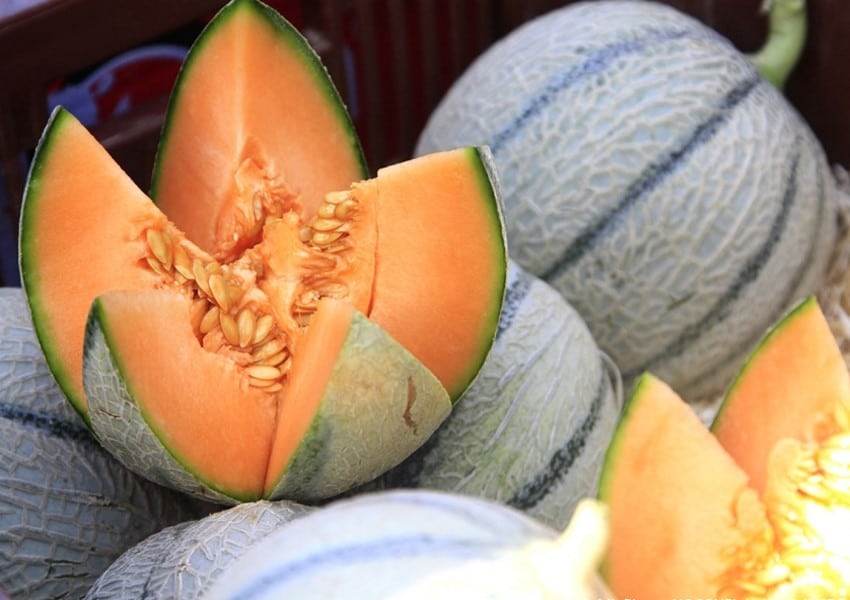 Cavaillon melon