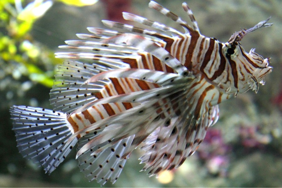 Scorpion fish