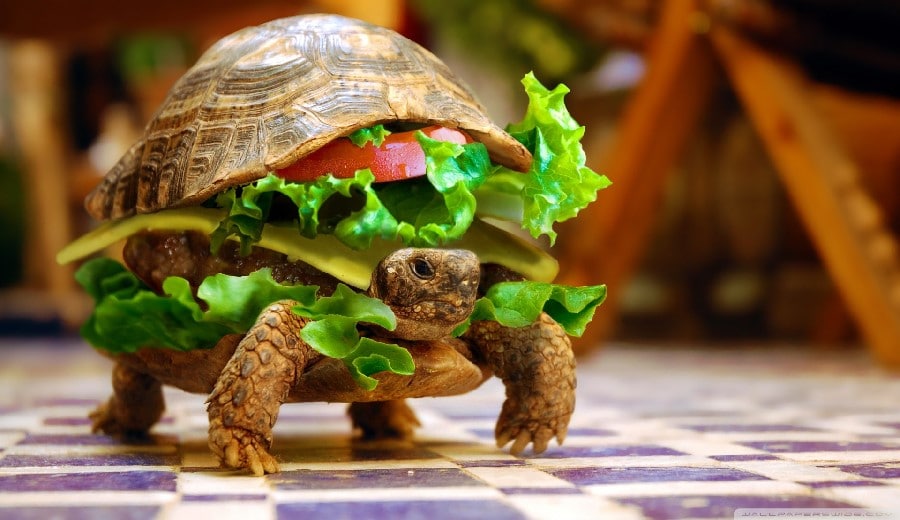 sandwich schildpad