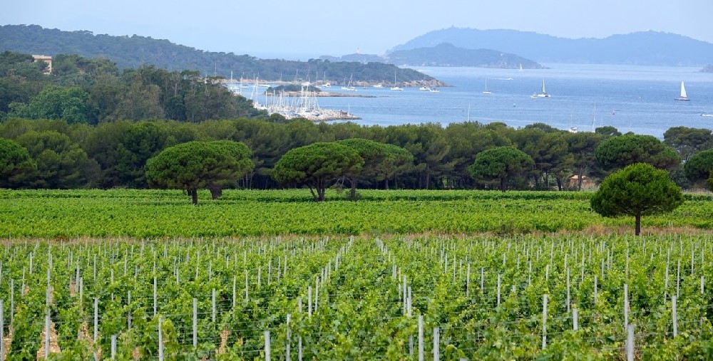 Vignoble sur l’île de Porquerolles Vignoble sur l’île de Porquerolles