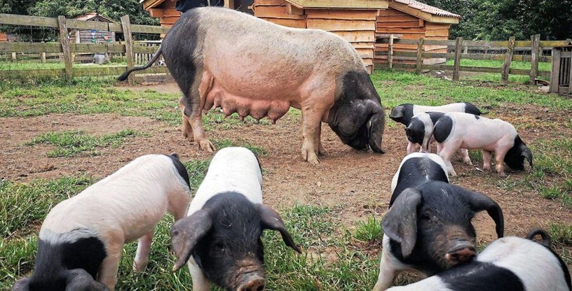 Porcs basques Pie Noir