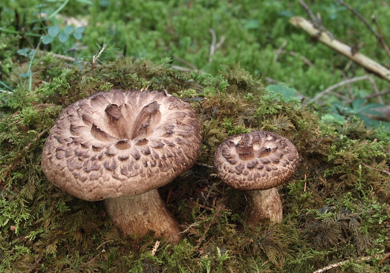 Champignon épervier