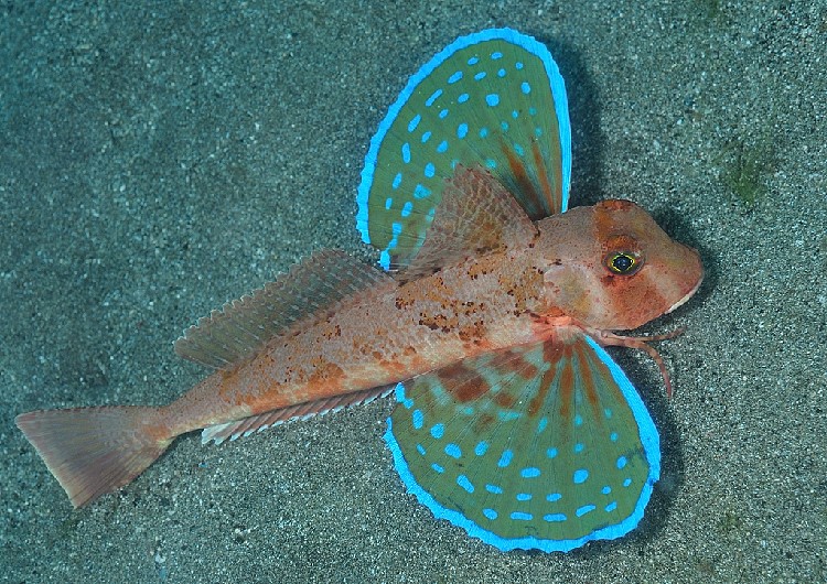 Galinette sulla sabbia del mare