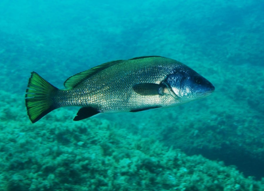 Ombrine ngoài khơi Corsica