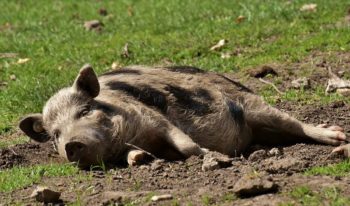 Porc au repos