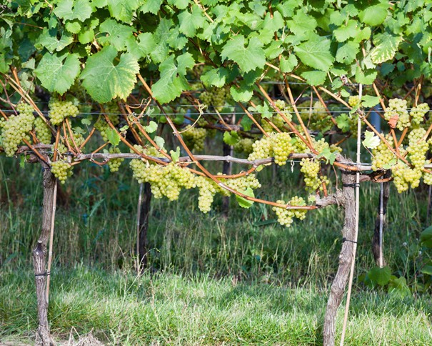 Vigne grimpante