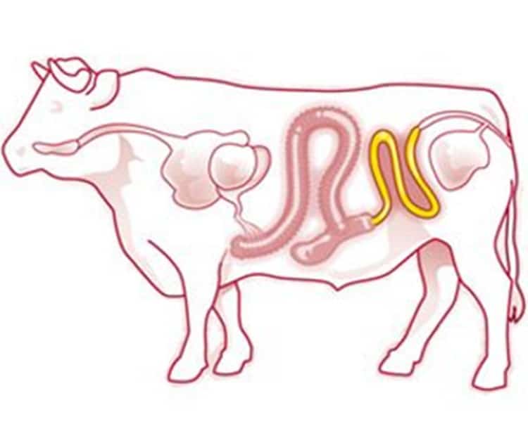 Ubicación de la mayor parte de la carne de res