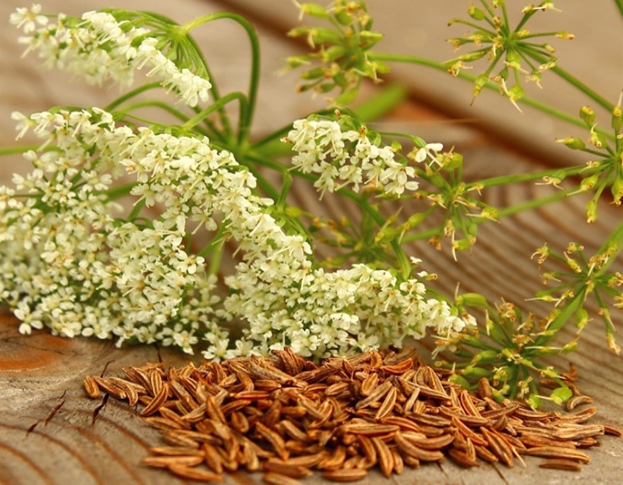 Caraway flowers and seeds