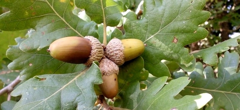 Glands