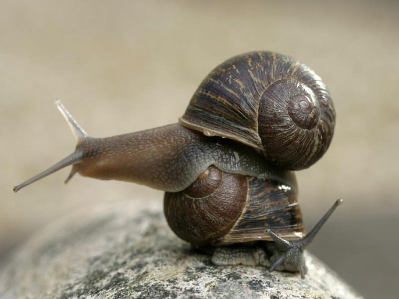 caracóis