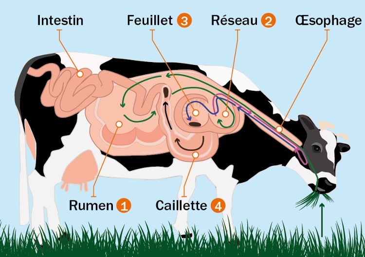 Processus de digestion d’un ruminant Processus de digestion d’un ruminant