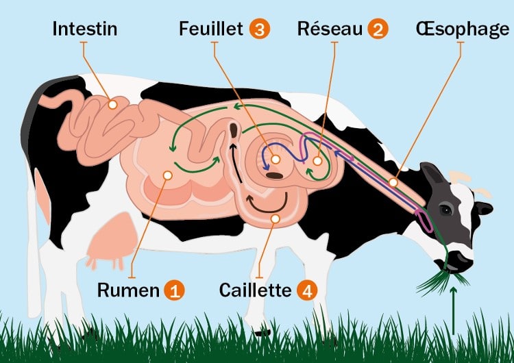 Processus de digestion d’un ruminant