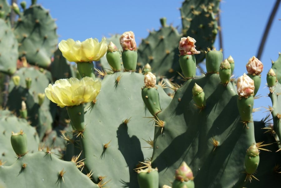 Opuntia ، opuntiaricta