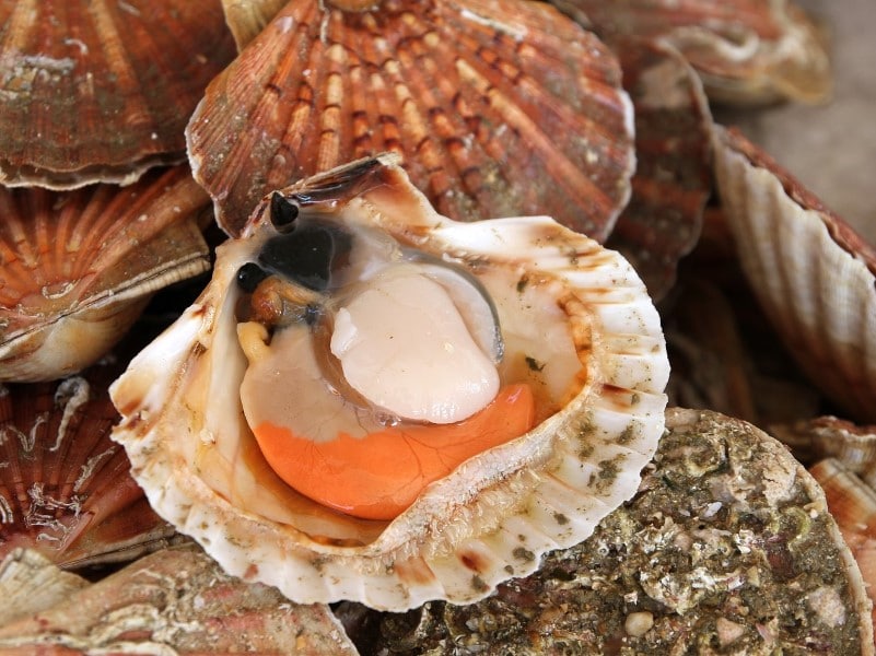 Coquilles Saint-Jacques