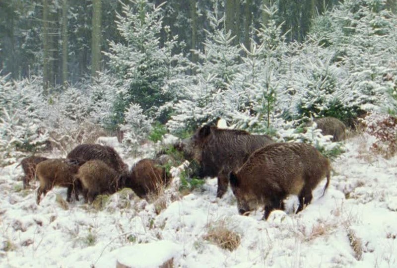 Kudde wilde zwijnen in de sneeuw