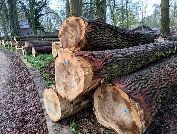 Troncs d'arbres