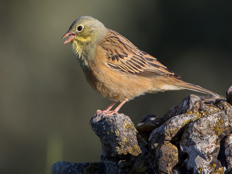 Ortolan sparrow