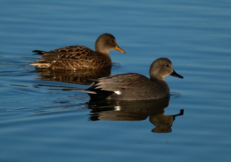 Couple de canards