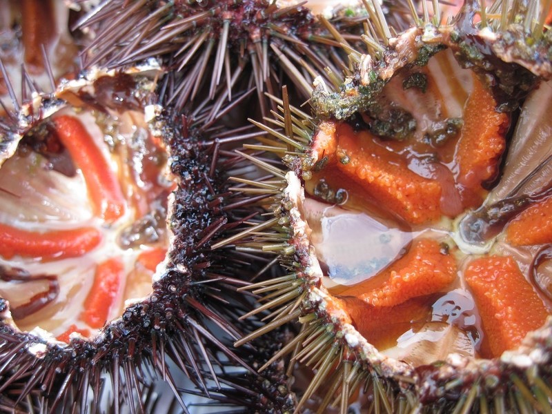 Mga sea urchin