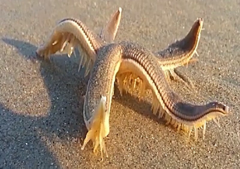 Starfish running