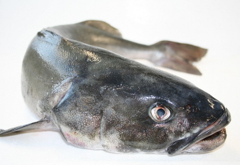 Black Cod (poisson)